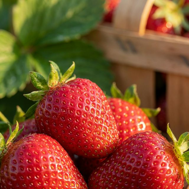 탐스럽게 익은 신선한 딸기